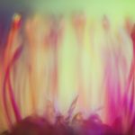 ioana cîrlig, leucospermum cordifolium space colonies, 2024