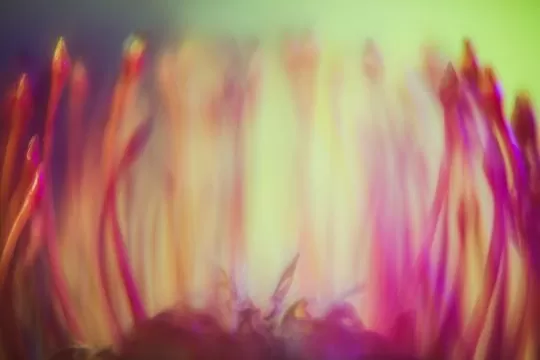 ioana cîrlig, leucospermum cordifolium space colonies, 2024