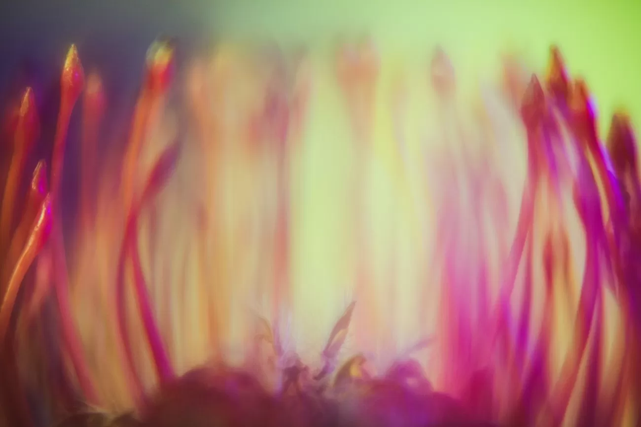 ioana cîrlig, leucospermum cordifolium space colonies, 2024