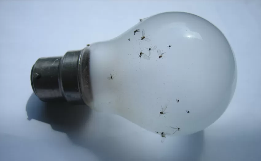 mircea cantor, which light kills you (2005 2006)