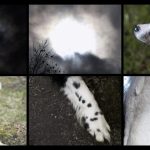 the paw eclipse, you never did anything wroong, nan goldin