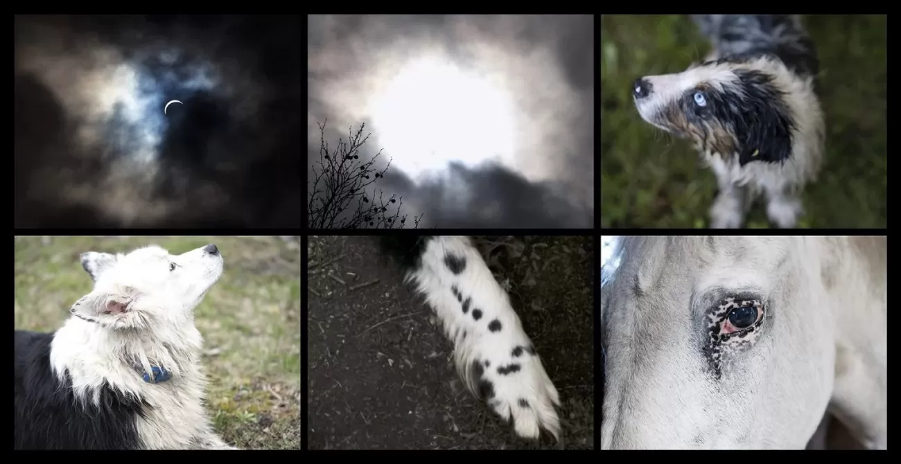 the paw eclipse, you never did anything wroong, nan goldin