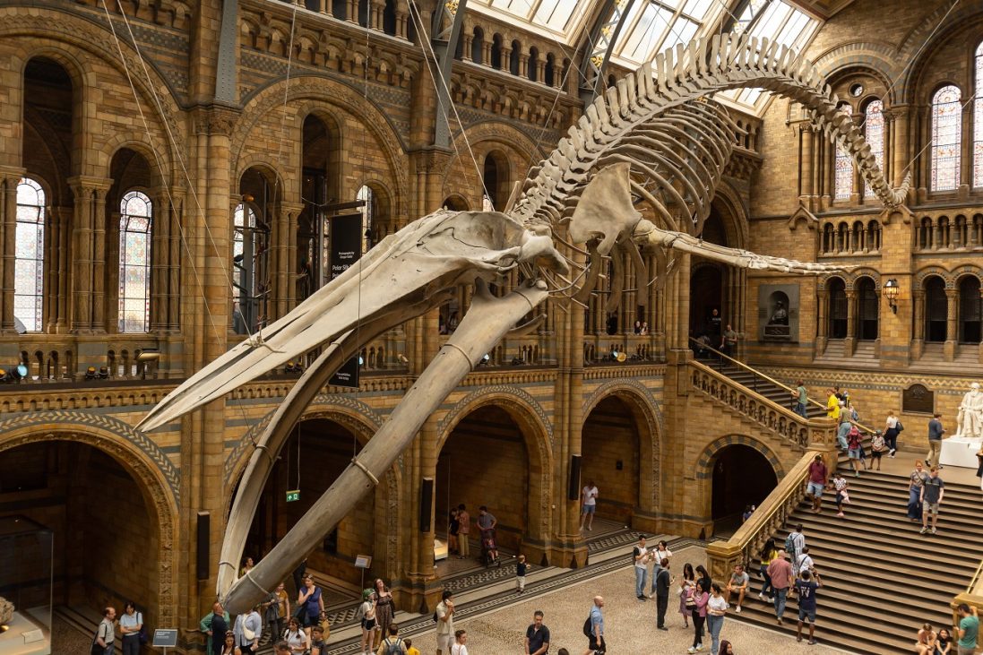blue,whale,skeleton,in,the,main,hall,of,the,natural