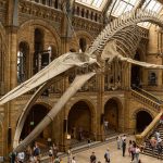 blue,whale,skeleton,in,the,main,hall,of,the,natural