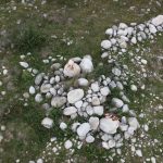 eu balaur bondoc, nona inescu