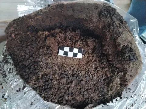 fasole amfora pompei