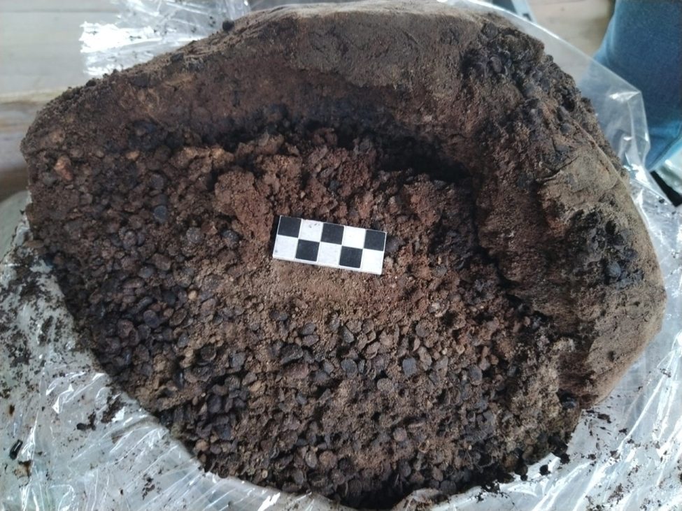 fasole amfora pompei