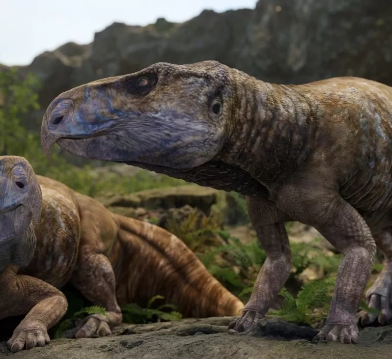 dinozaur, ferenceratops shqiperorum, hateg