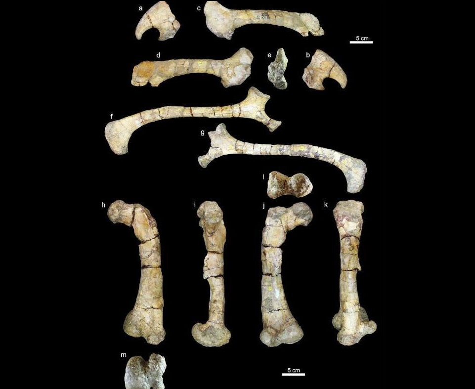 fosile ferenceratops shqiperorum, dinozaur, hateg