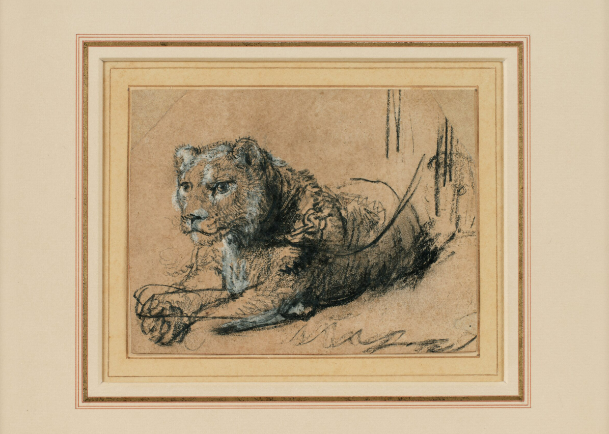 young lion resting, rembrandt