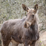 elan în parcul natural vânători neamț (credit foto gheorghe popa) (3)