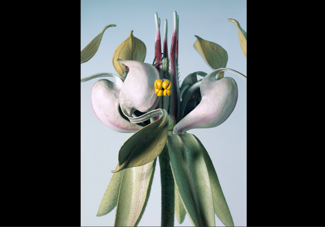 matei bejenaru, models 1