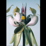 matei bejenaru, models 1