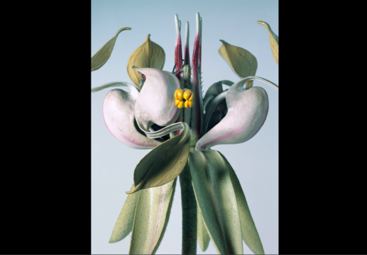 matei bejenaru, models 1