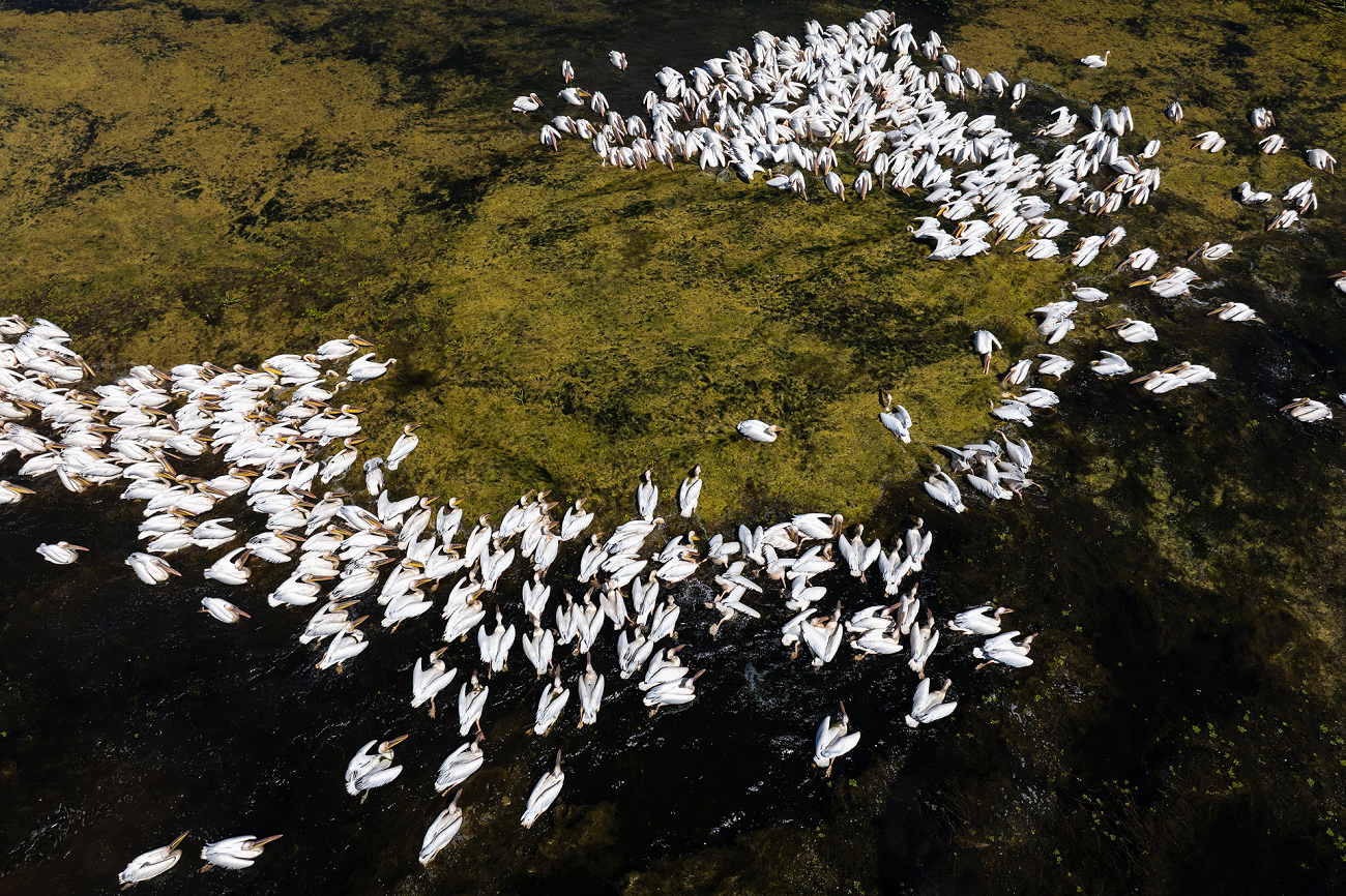 pelican comun © dandinu