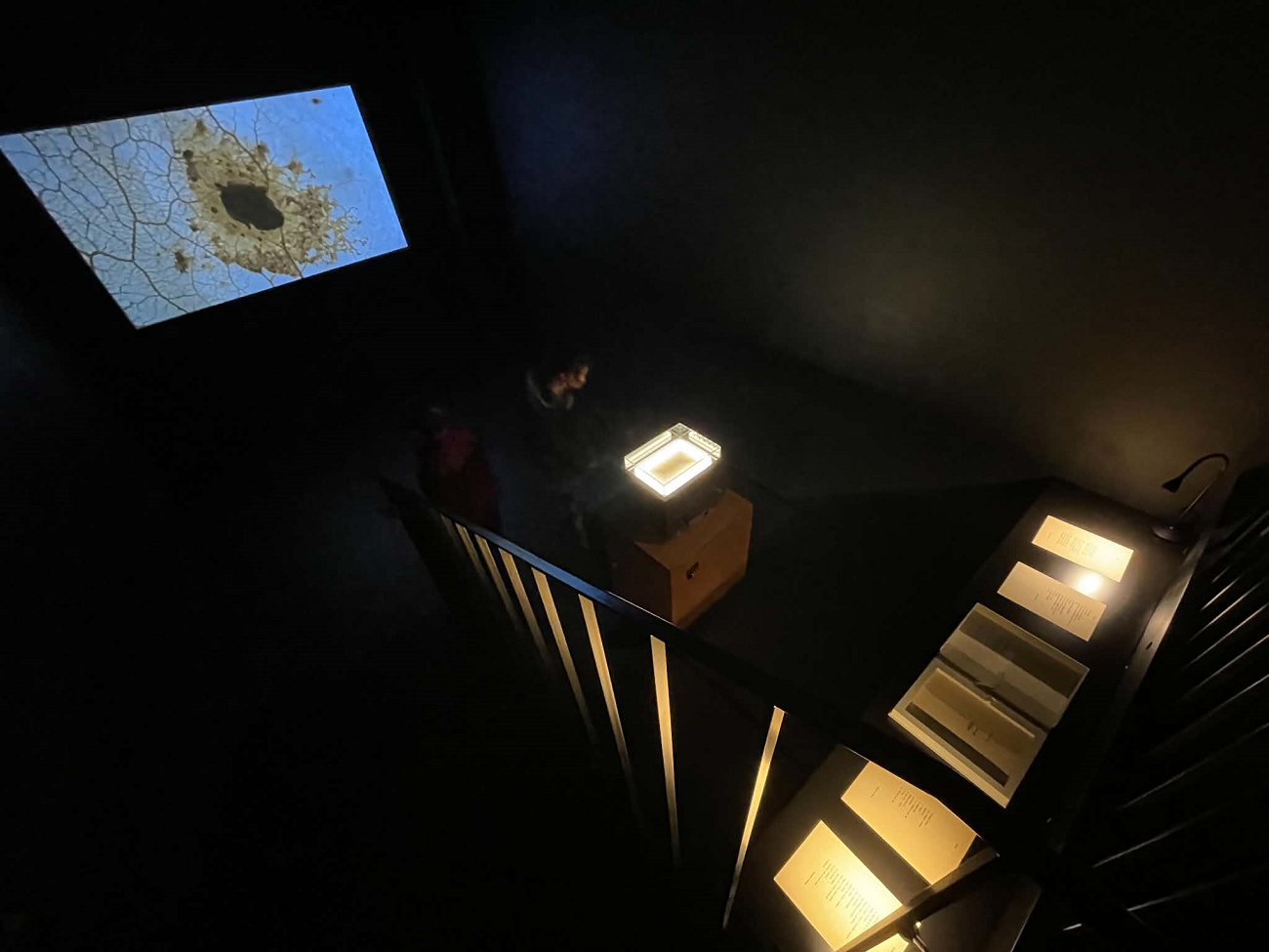 alexandru damian, mare, curatorial